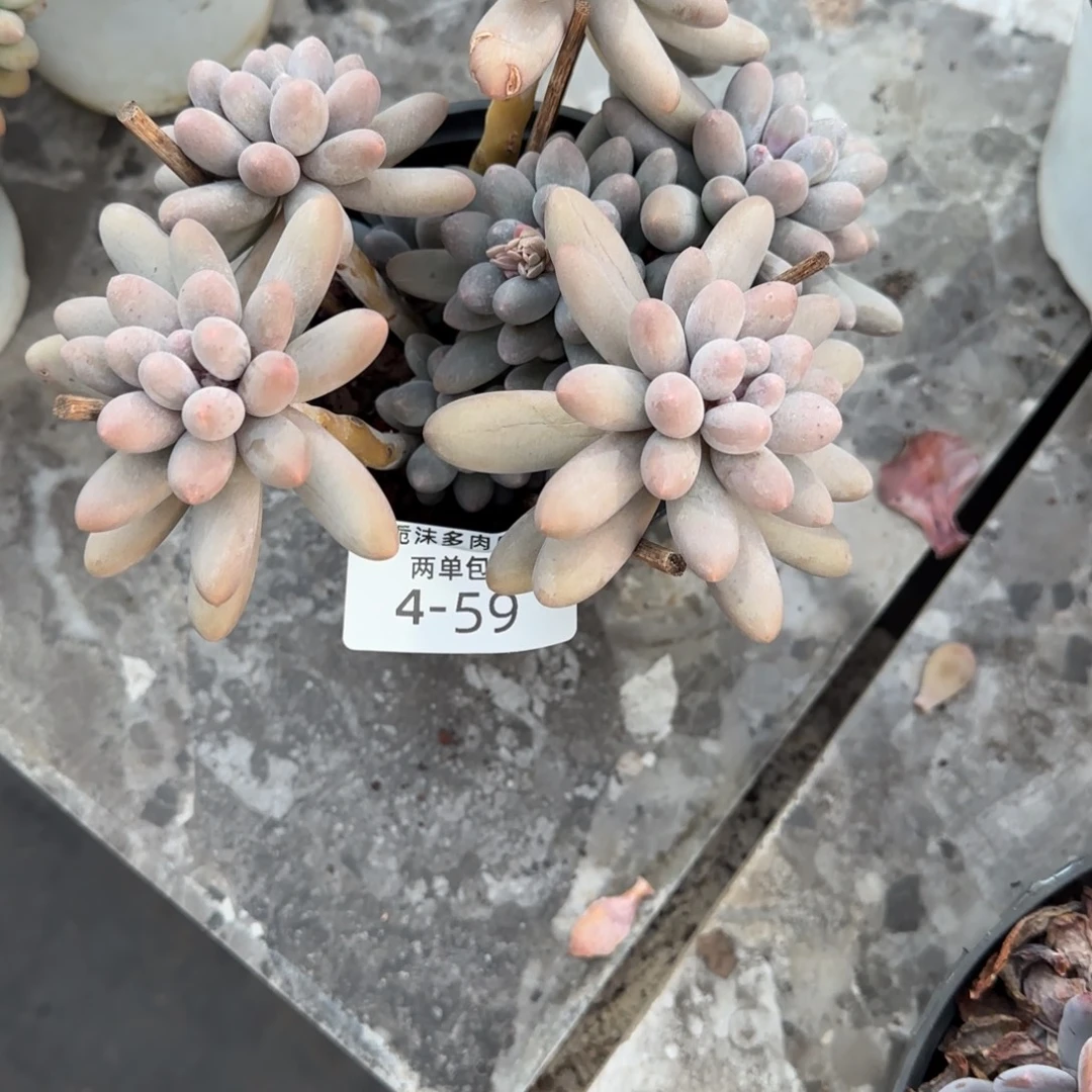 小***幸4-59汤圆多肉植物