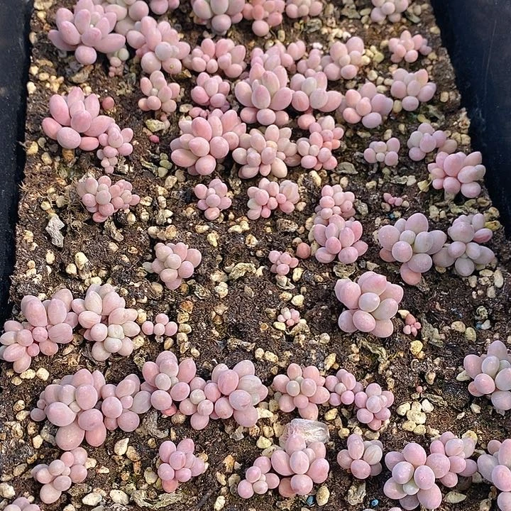230 多肉植物盆栽花卉植物