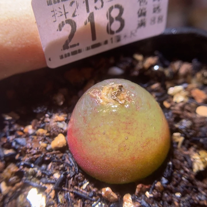 精品生石花215.218