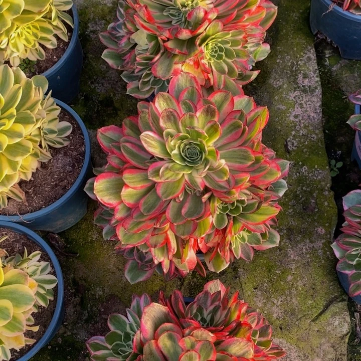 海王一颗多肉植物