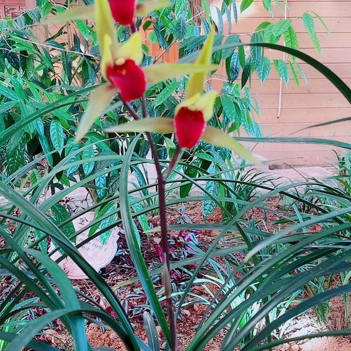 打***宇无花朵一物一漂亮开花