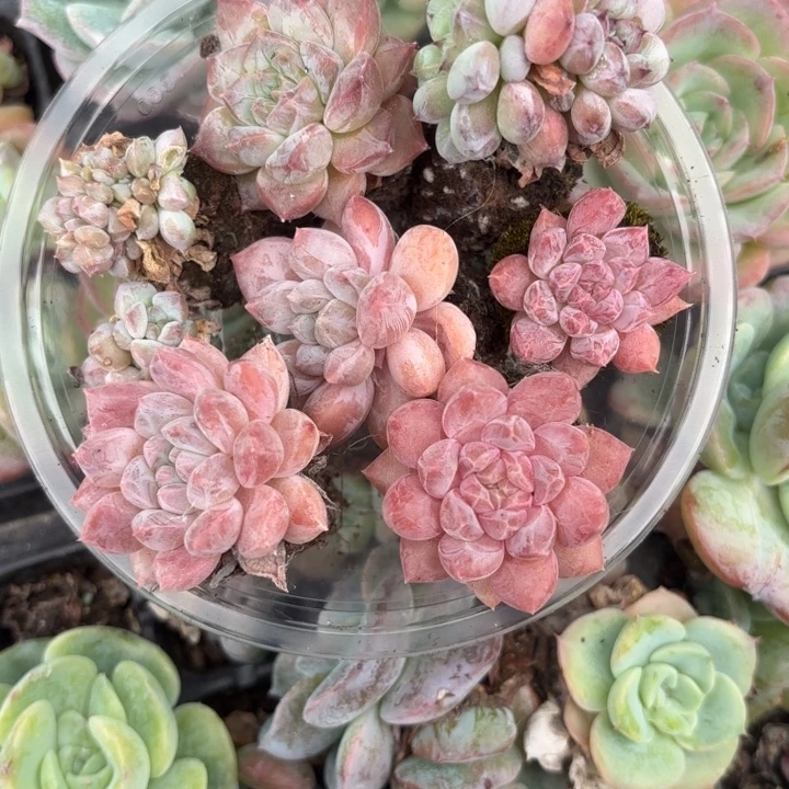 闪回421压压哑哑呀呀呀