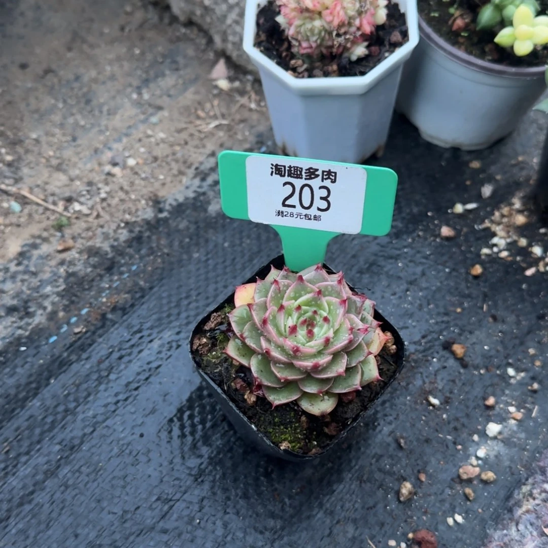 肉植物不知名石化井