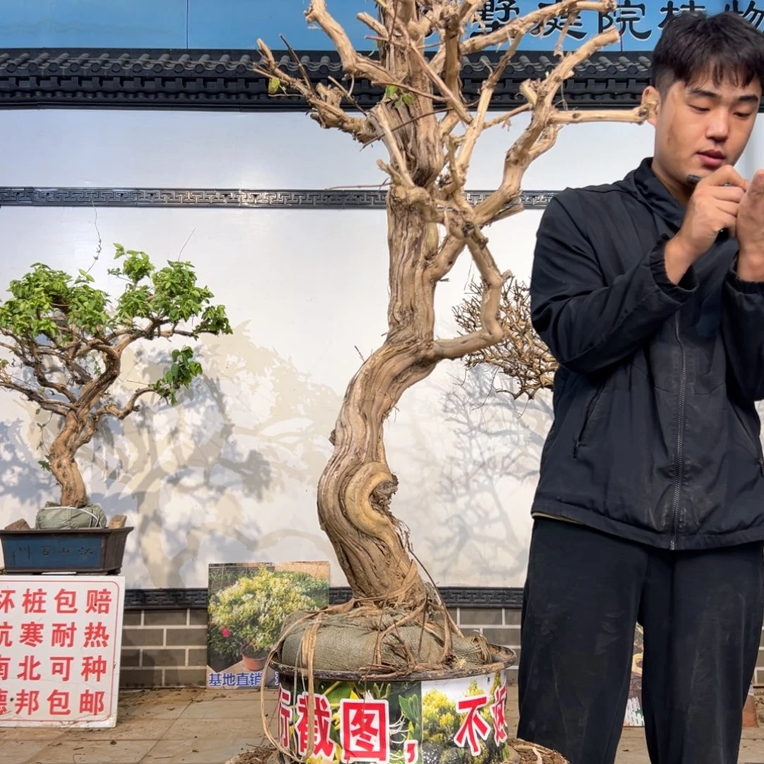 无花朵金银花开花12542544222