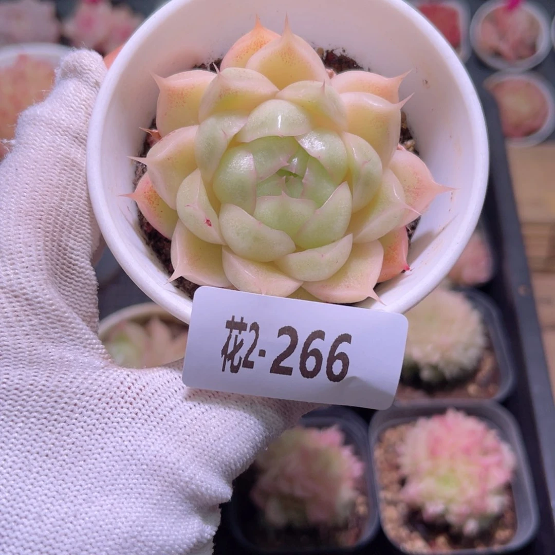 花02-266麦秆单头