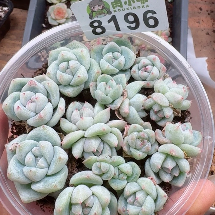 多肉植物多肉植物