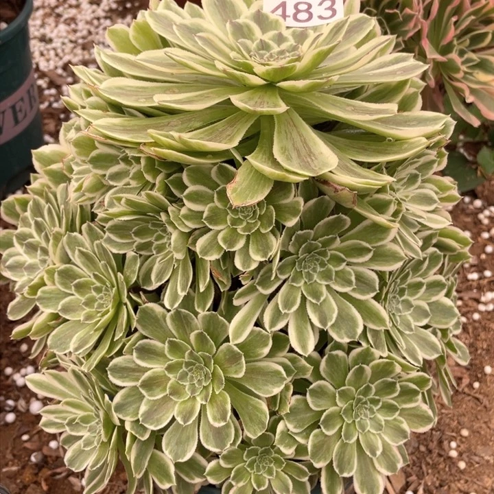 钱**锦483多肉植物碧浪