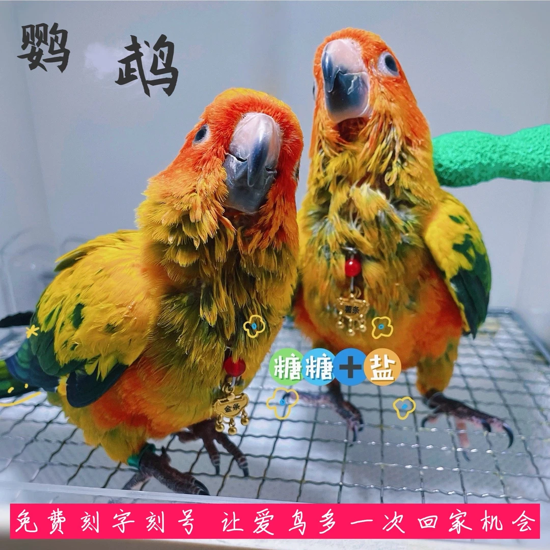 鹦鹉脖套玄凤牡丹虎皮小太不锈钢链子放飞绳脖圈免费刻字防丢定制