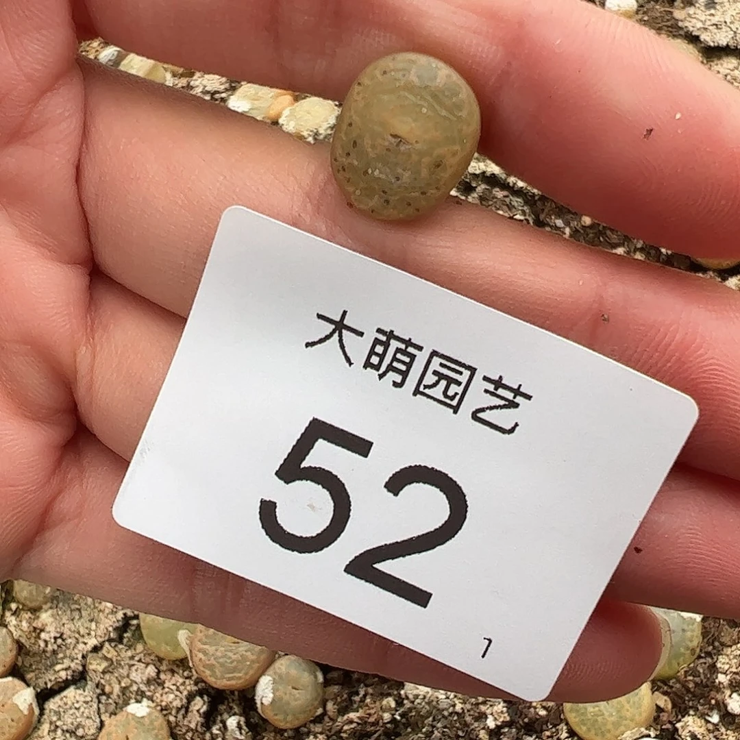 000052量拍1444.36K勋鱼子酱1颗