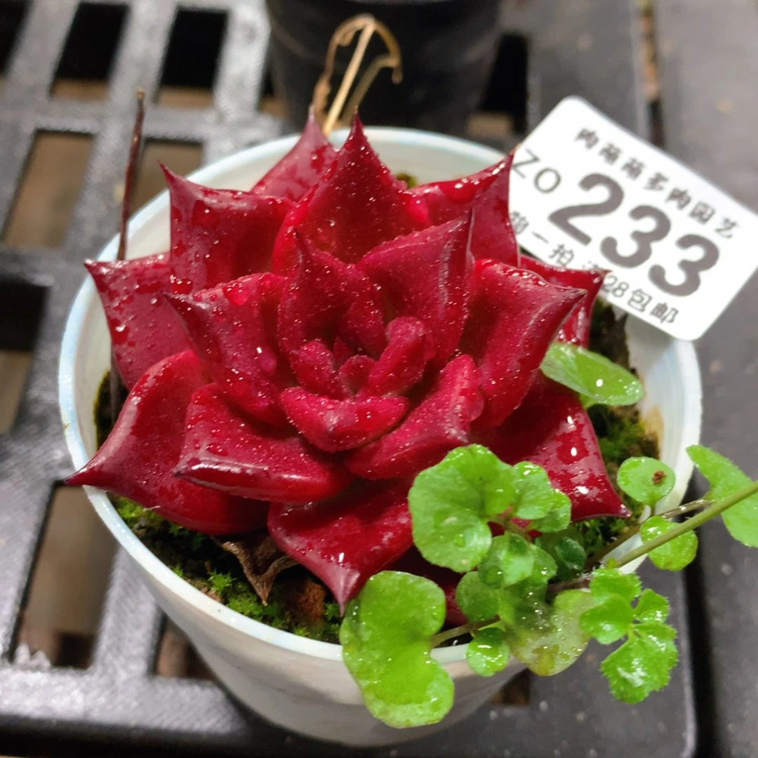 肉萌萌拇指盆精控多肉ZO233