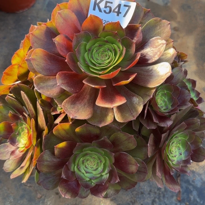 瑞妈……547.黑膜，，