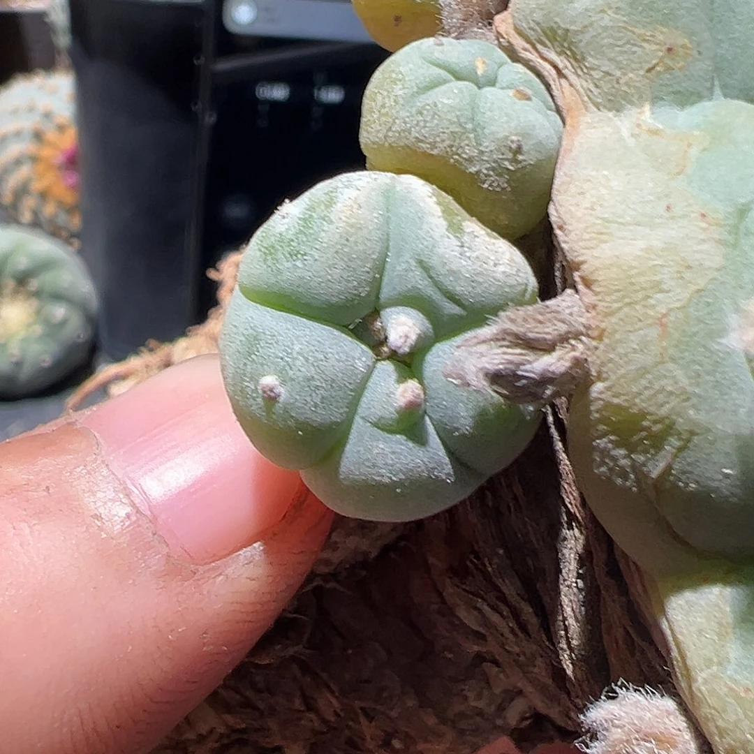 麦**徒产地艳肌大u肋骨侧芽