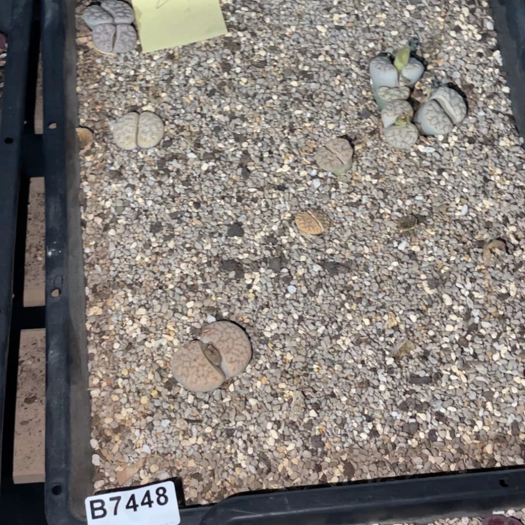 锦***棠7448福利筐1不售后