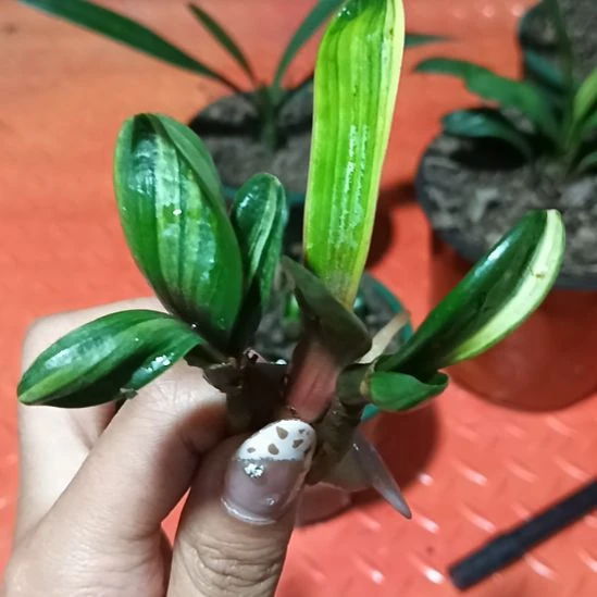 ?****?特色花卉君子兰小苗