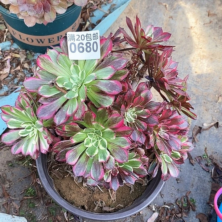 0680 一颗同花顺法师