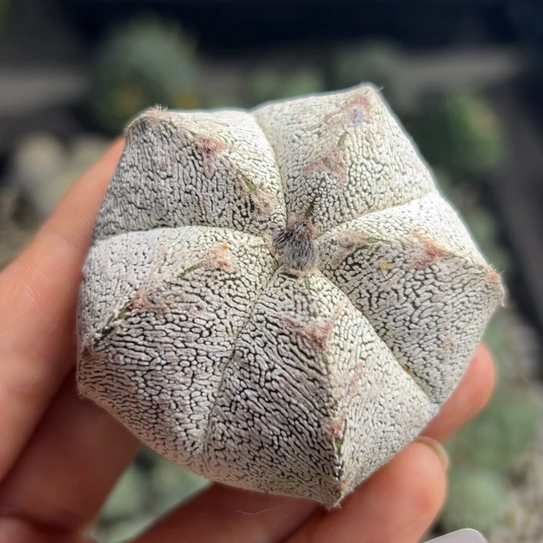 345 苗接 恩冢v 仙人球 短三角