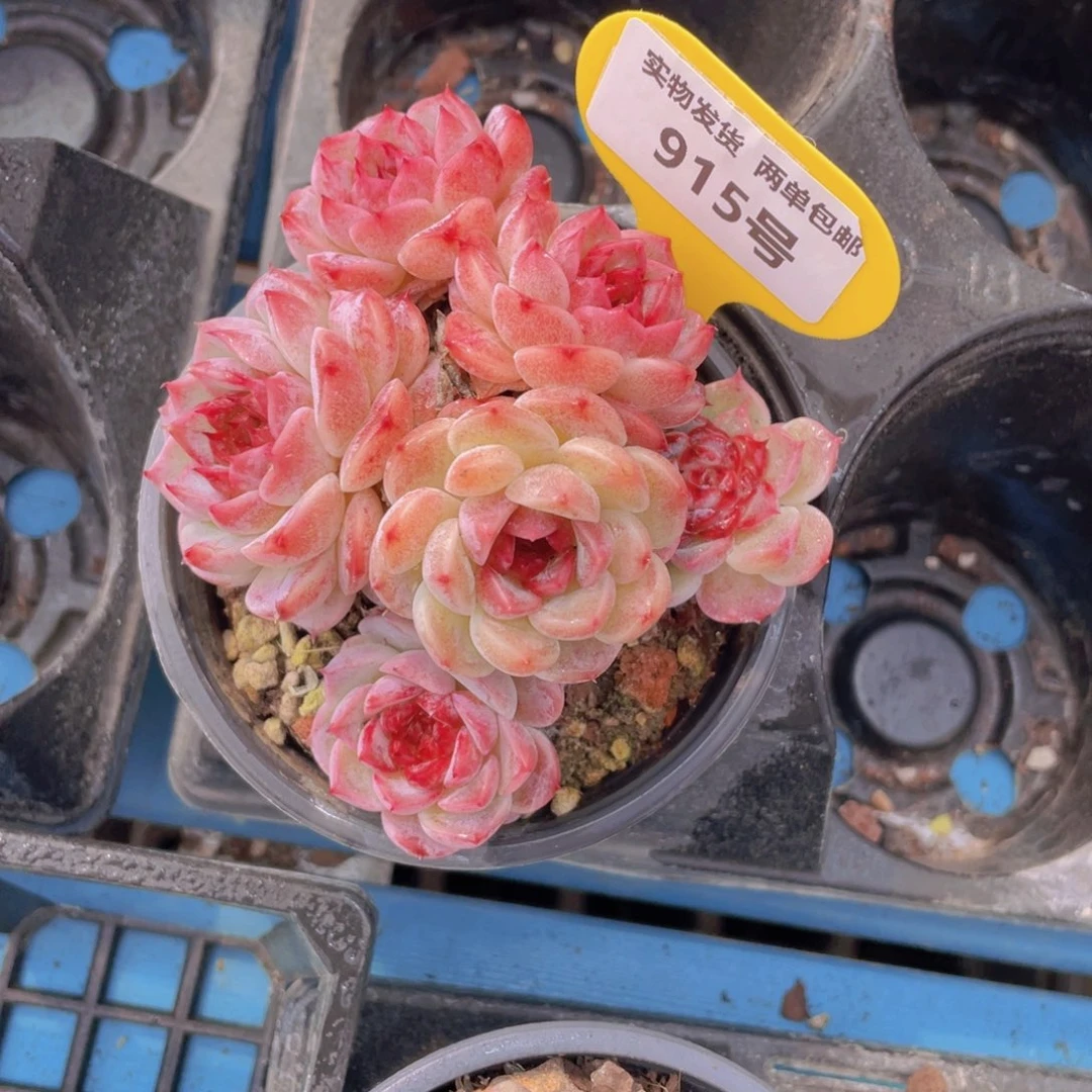 915号红丝绒糖心天鹅绒母本大群生老桩6头一个