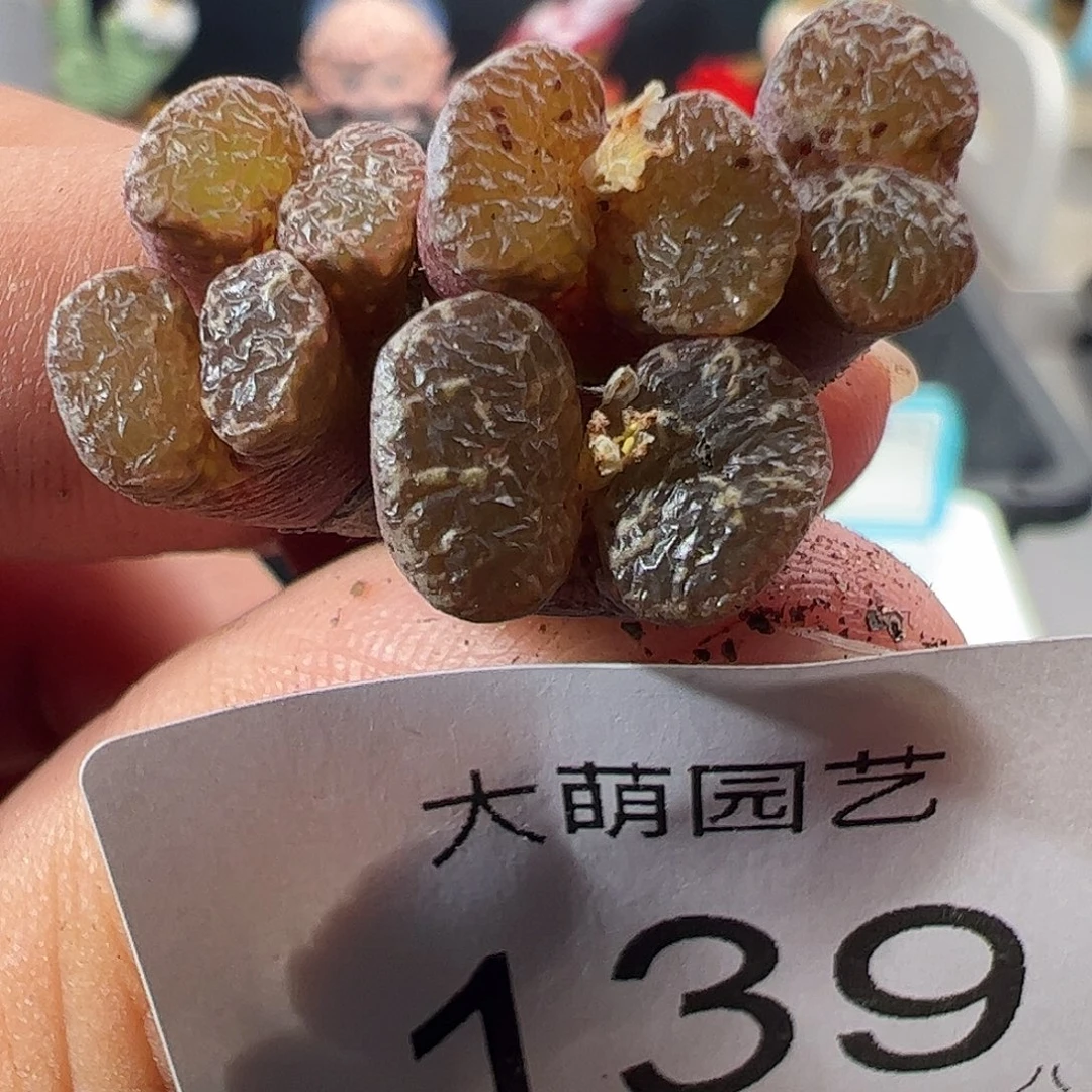 一物一拍。       139