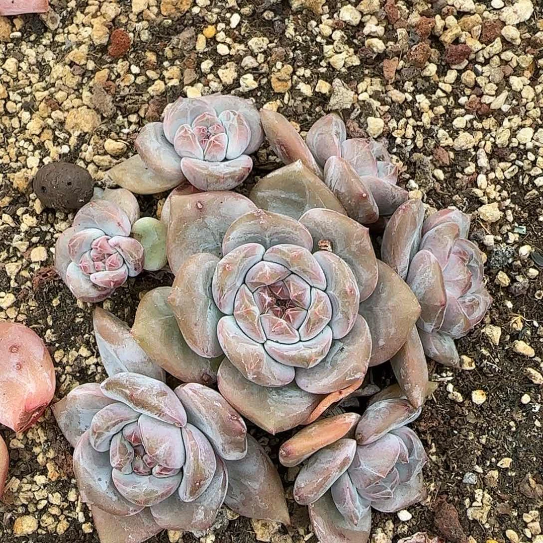 星影石榴籽7头手捧一物一拍