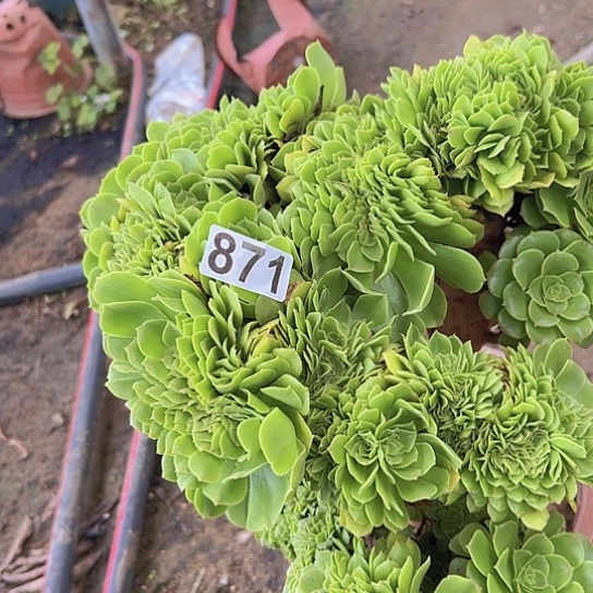 灰***狼多肉植物一个绿玫瑰