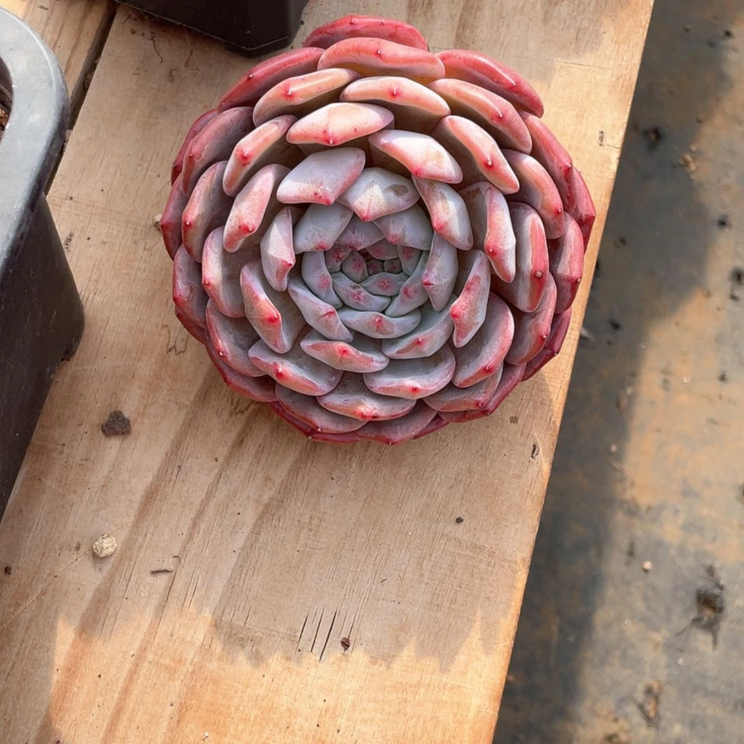 丫*_多肉植物多肉植物