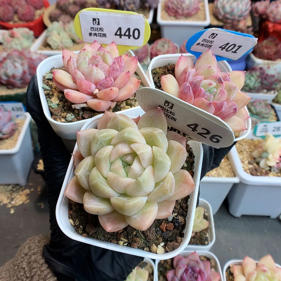 尛*孽440-401-426 钻石珍妮