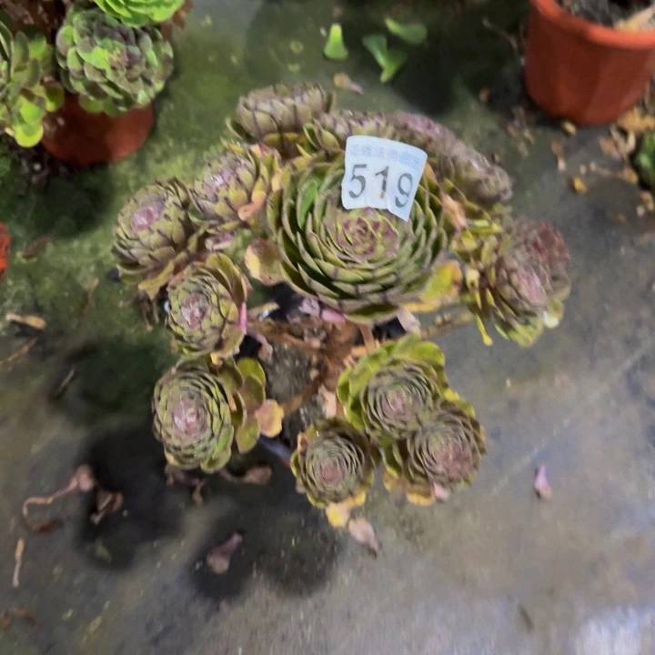 万拉丝51900000000