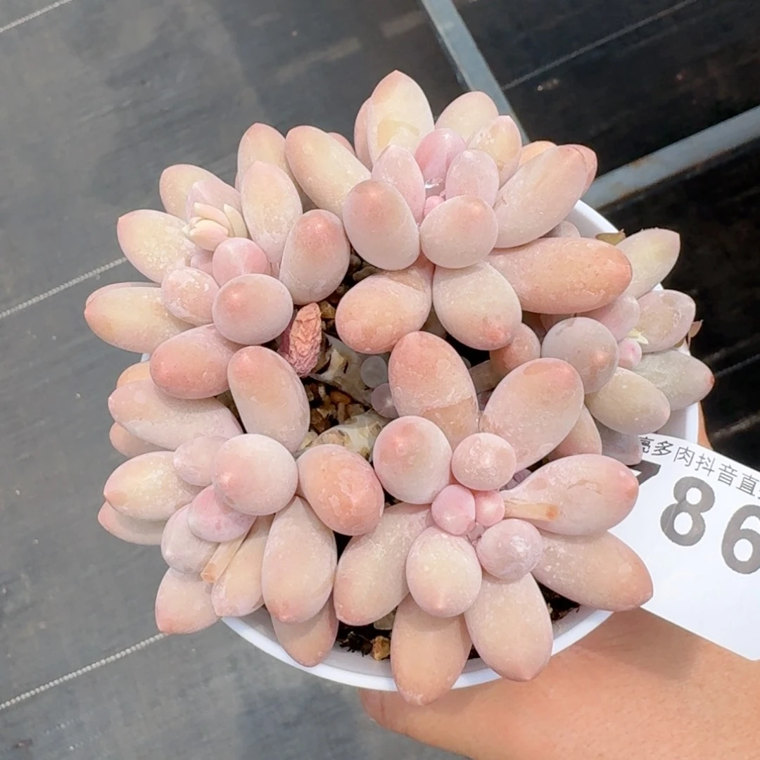 汤圆群生         多肉植物