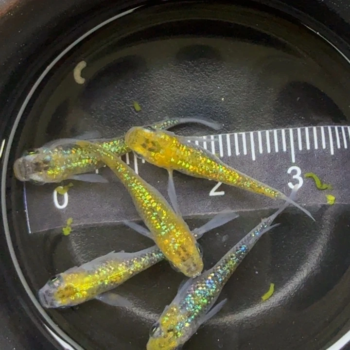 青鳉鱼猫饭星光3号