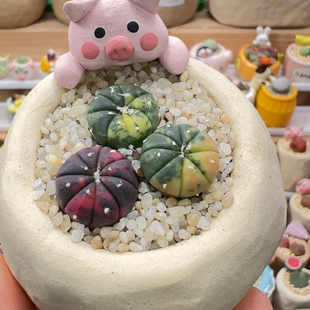 多肉植物65号兜锦