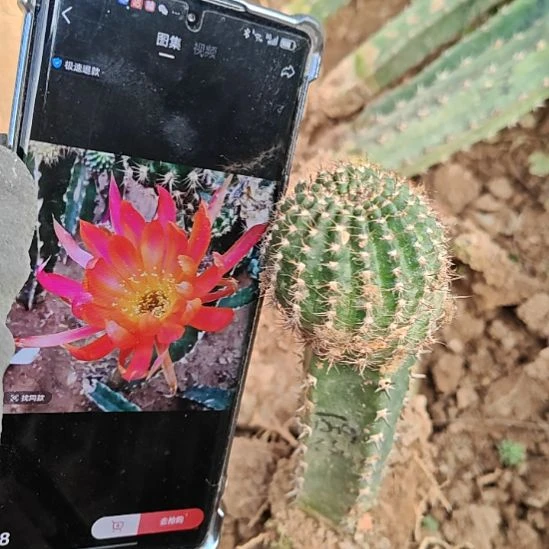 丽约秀普嫁接清丽花