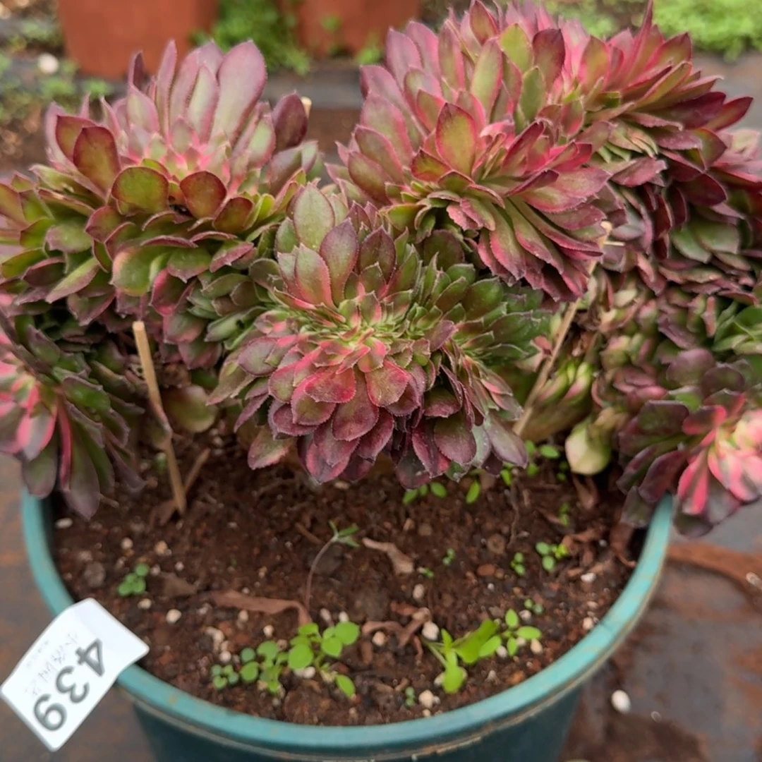 439荔枝缀化多肉植物满28包邮