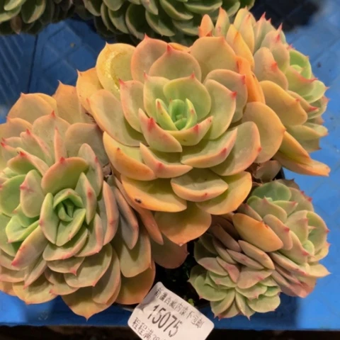 蔡*娥白雪公主缀15075多肉