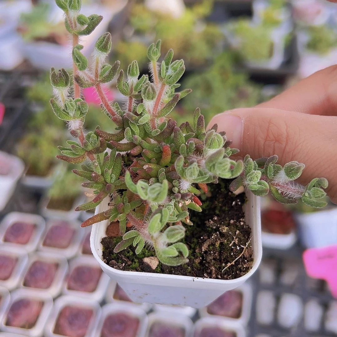 狐狸枝干19包邮多肉植物