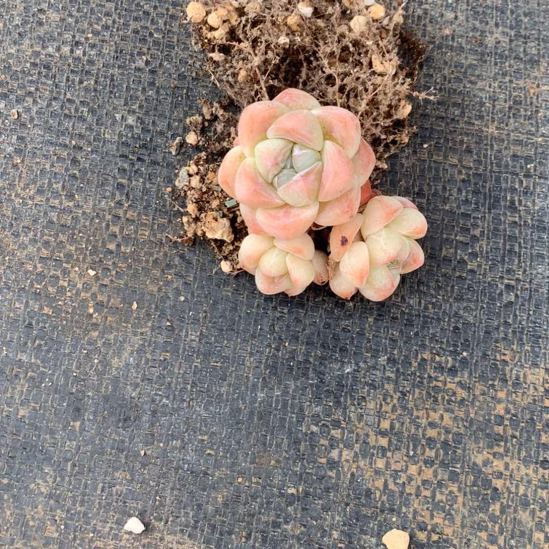 ㄣ***话中有这样一些问题也会给