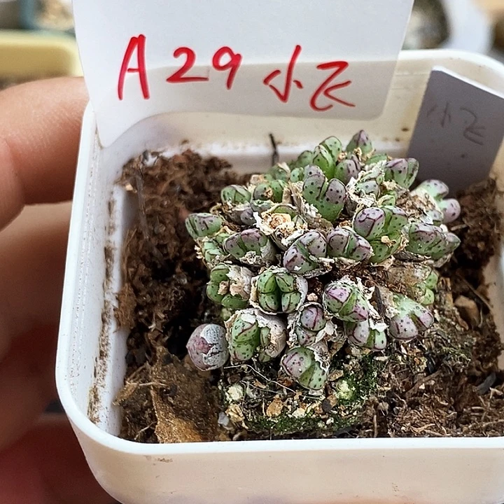 一物一拍8.13-A29小飞