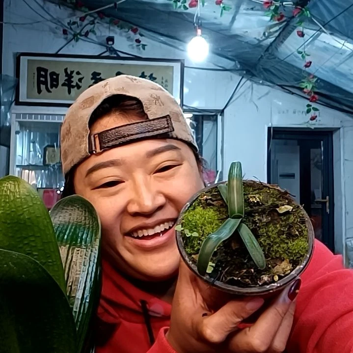 联***料联发血毛一颗118元