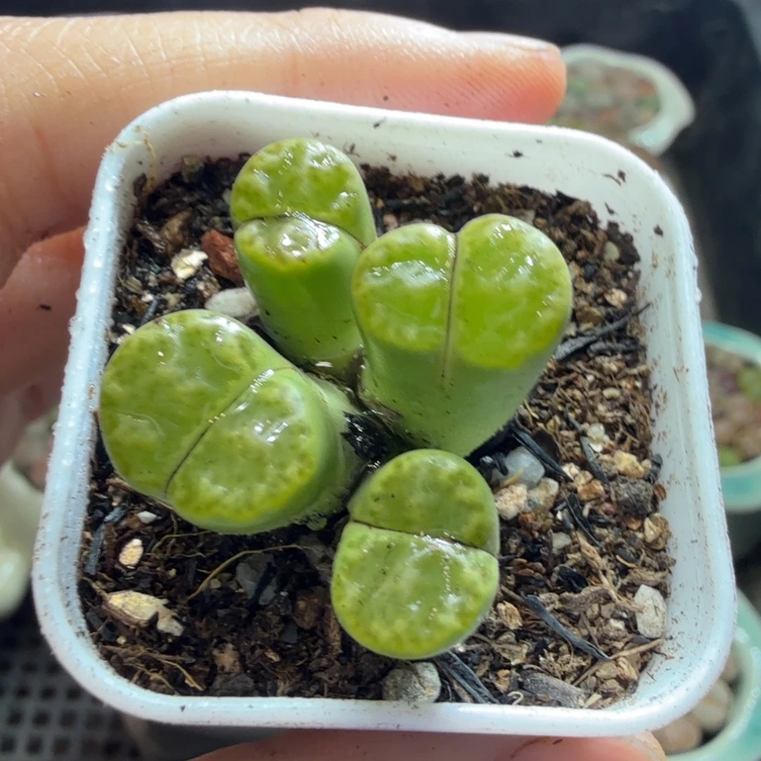 杰***多肉植物福利冲冲701