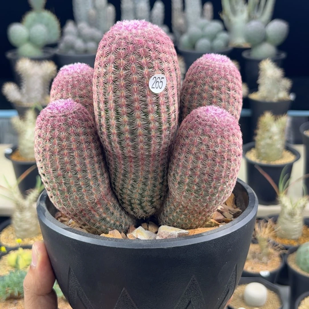 红太阳群生一物一拍