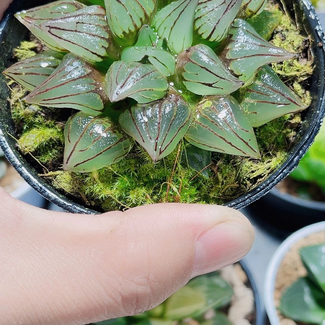 西瓜寿精品是福利