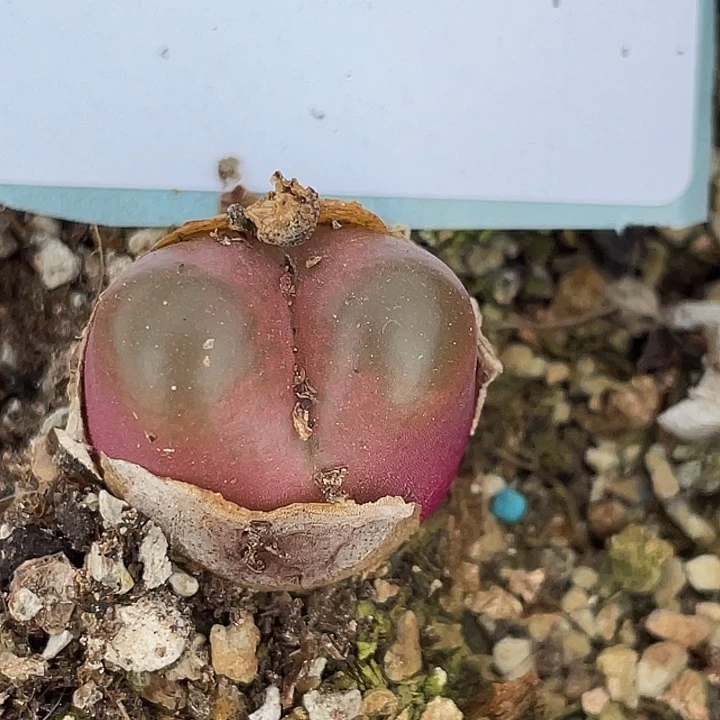 17-88毛毛多肉植物