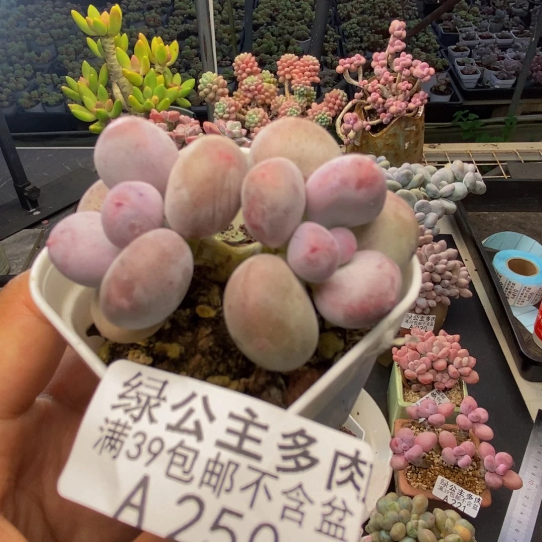 250糖豆奶多肉4cm
