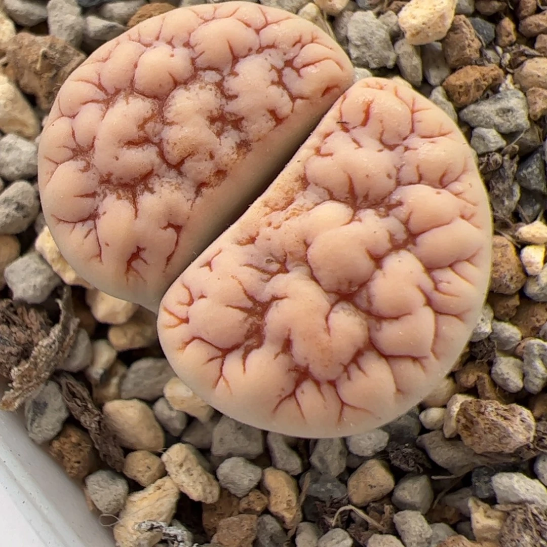 Z***丶0581号 189 多肉植物