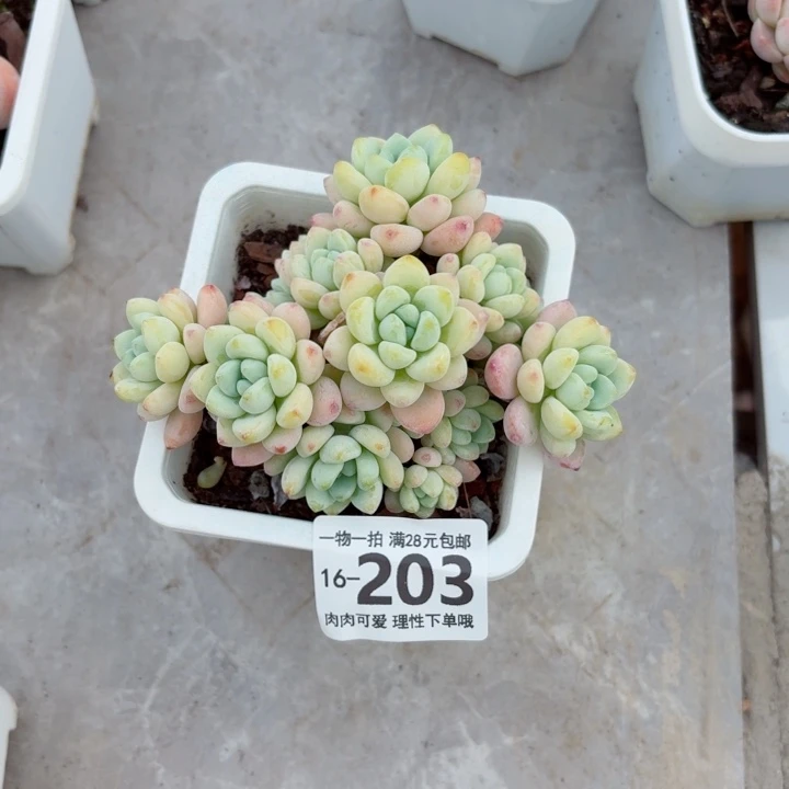 樱花罗琦无盆土发货多肉多