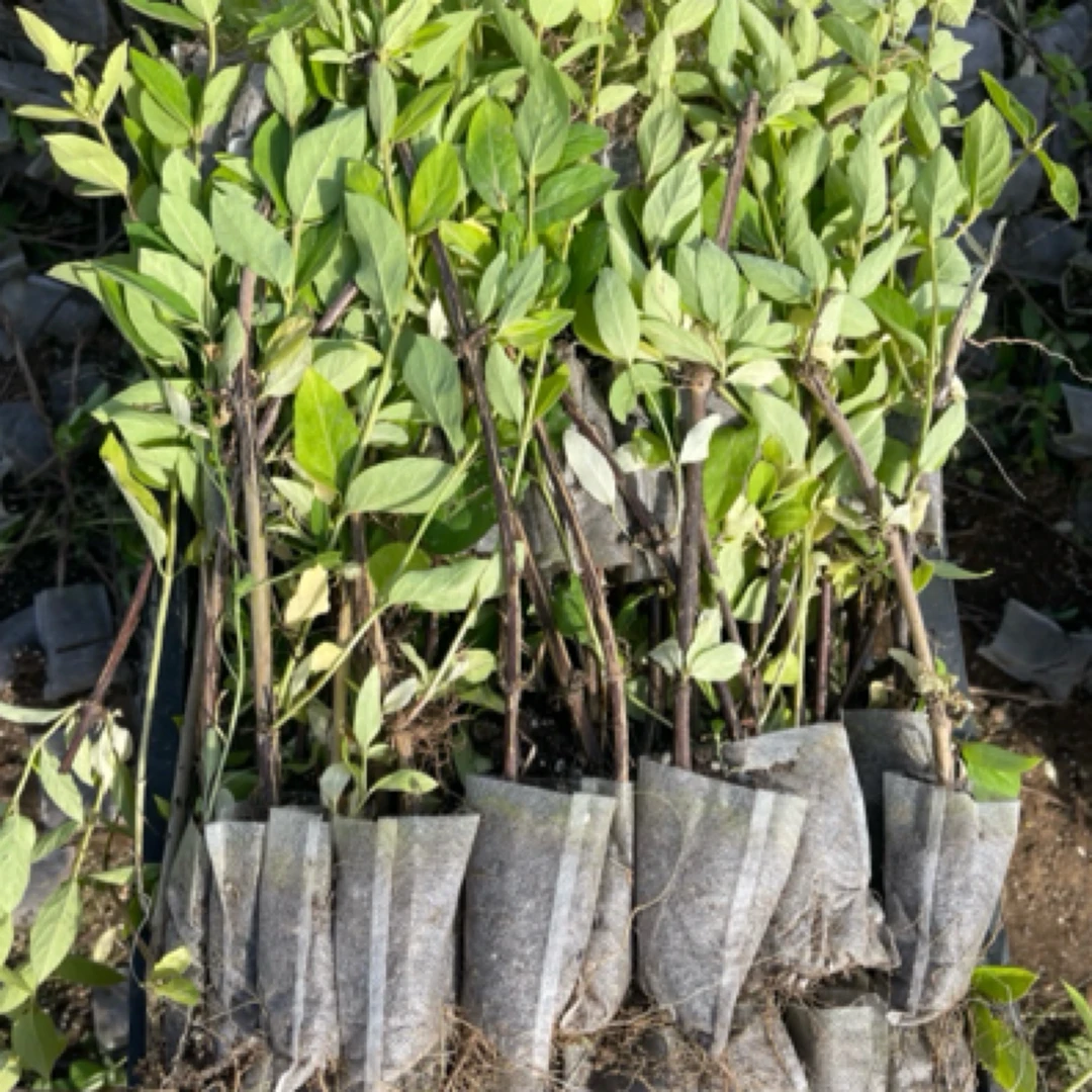 1000株一年金银花袋苗