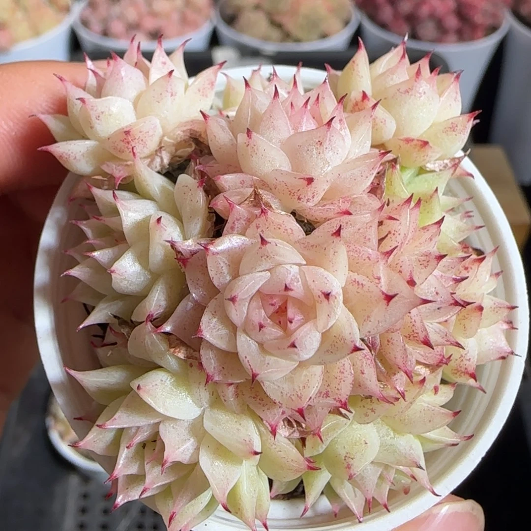 多肉1222-211小魔仙