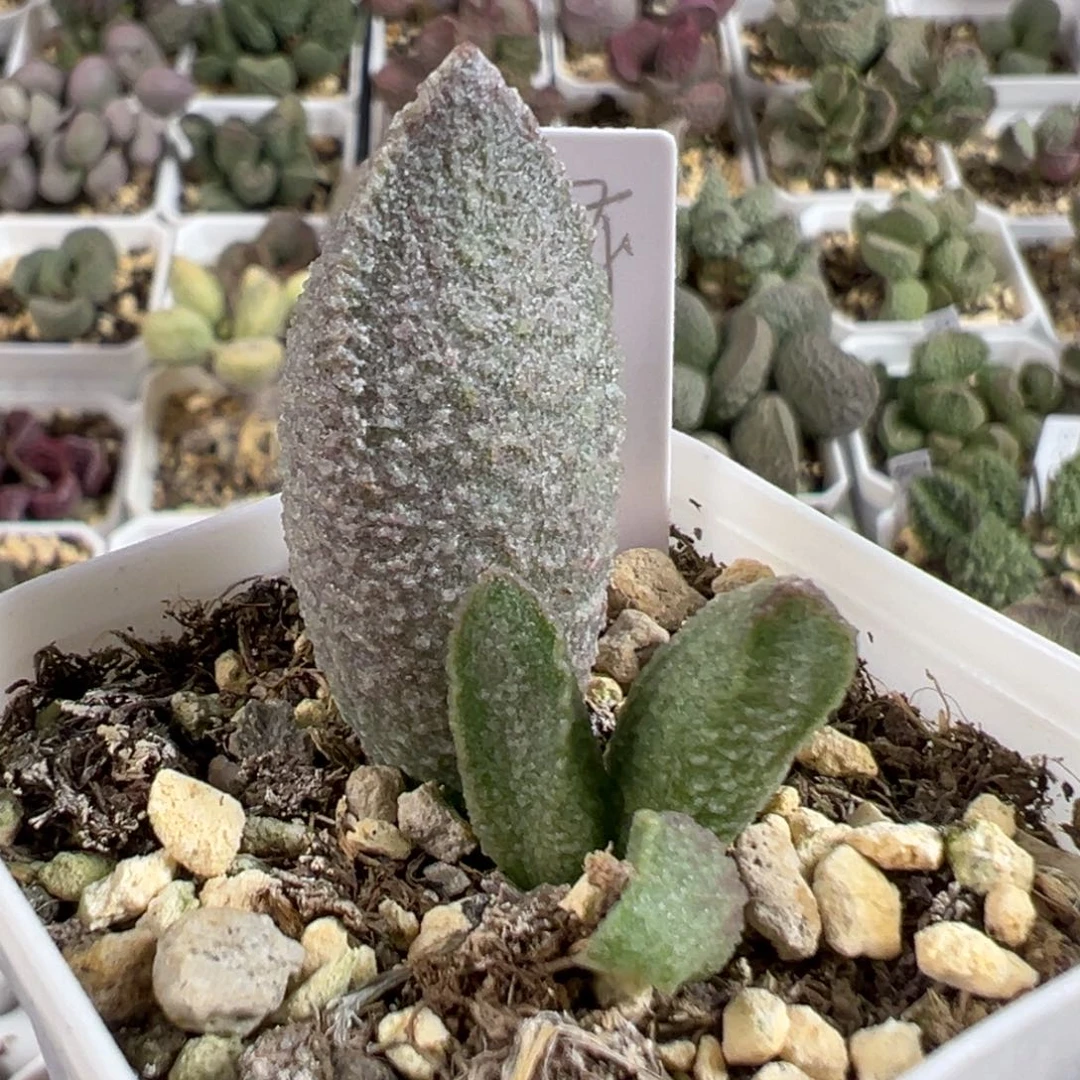 w绿猪肝多肉植物水泡