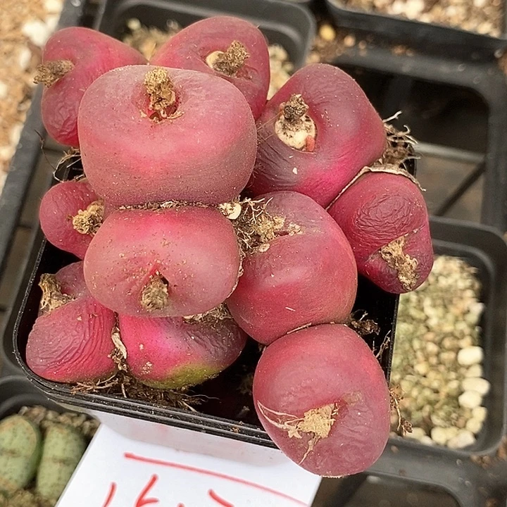 1537双头巨大红毛一颗