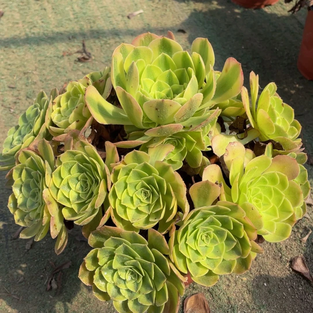 050轮回精品法师多