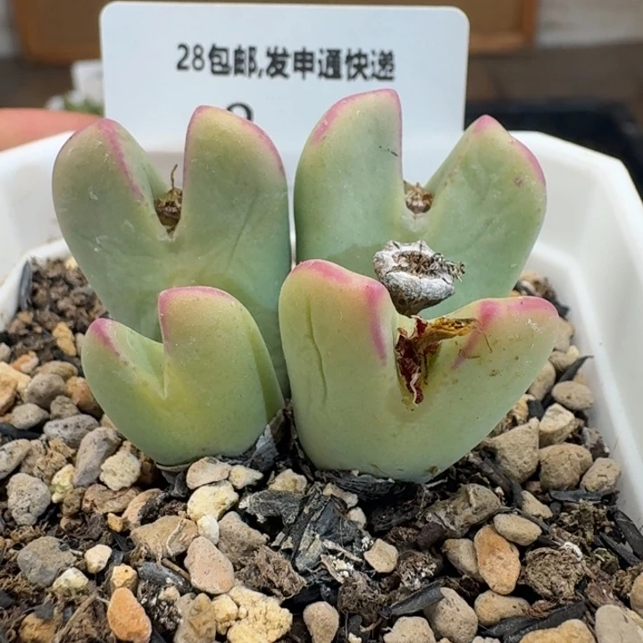 3。